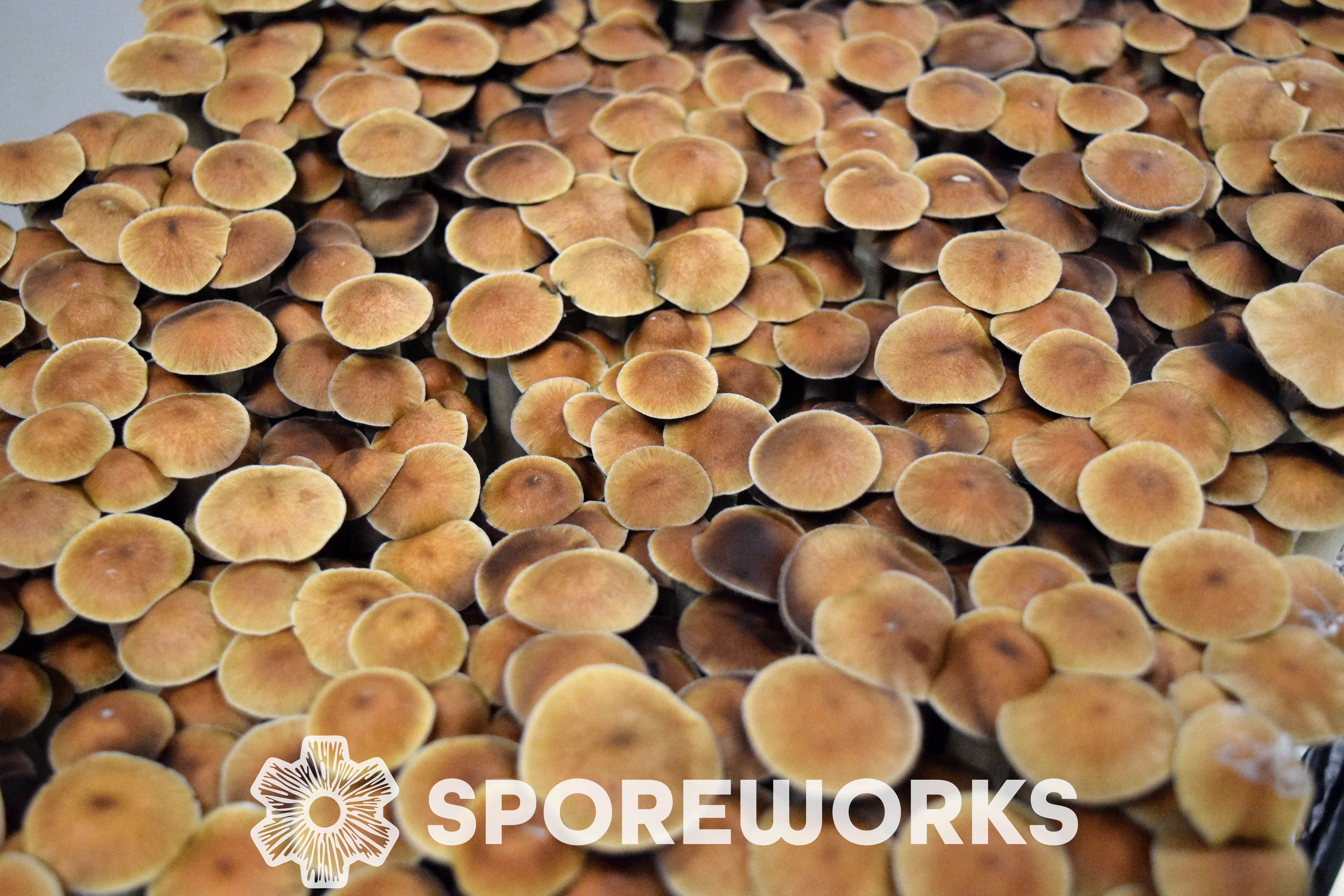 Sporeworks.com